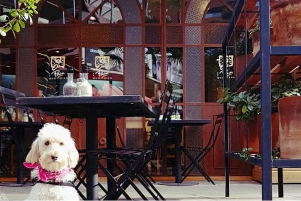Dónde ir a desayunar con tu perro en Santiago