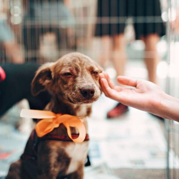 Qué tener en cuenta antes de ADOPTAR un perro