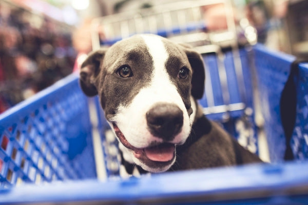 ¿Vamos de Compras? Malls y Tiendas #PetFriendly