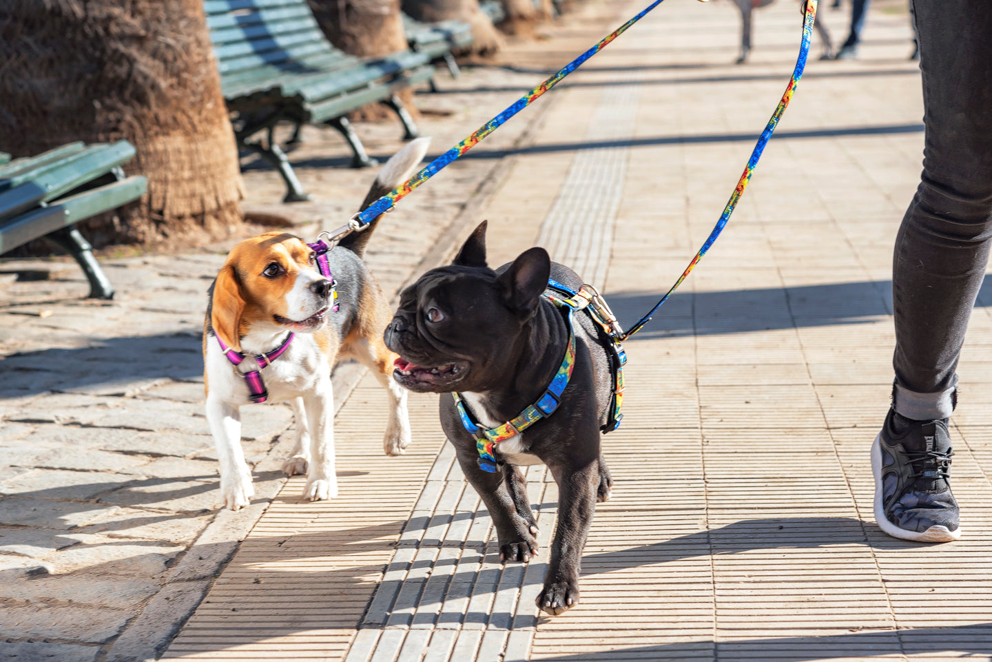 Socialización y bienestar de las mascotas durante y después de la pandemia