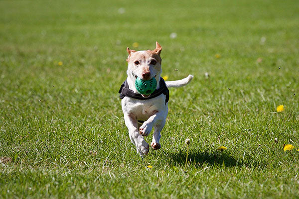 En JUNIO - Talleres de Adiestramiento