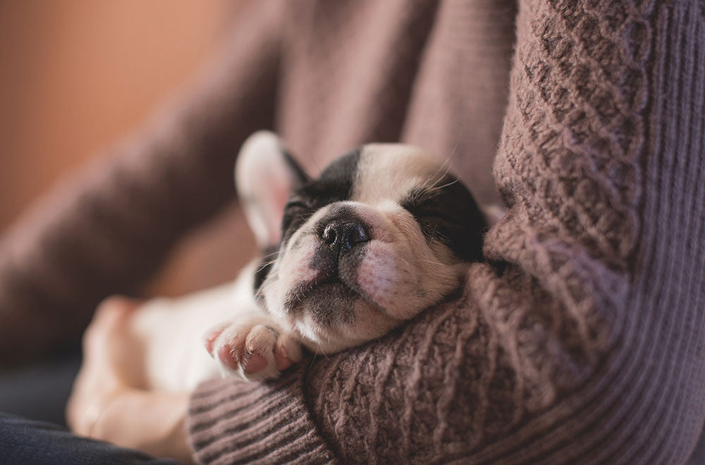 Consideraciones antes de llevar un perro a tu hogar