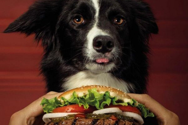 Hamburgueserías Pet Friendly de Santiago