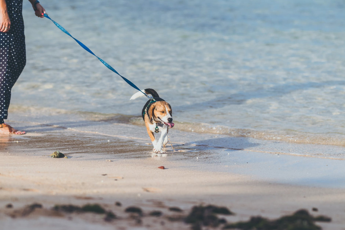 8 Consejos para ir a la PLAYA con perro