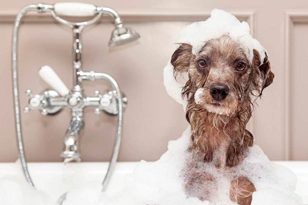 Cómo bañar a tu perro paso a paso