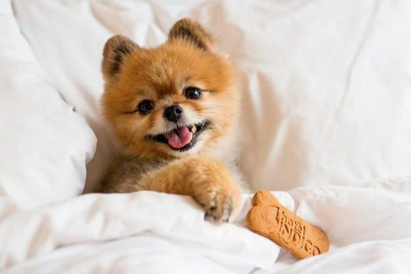 Dónde hospedarse cuando viajamos con perro. Hoteles Pet Friendly.