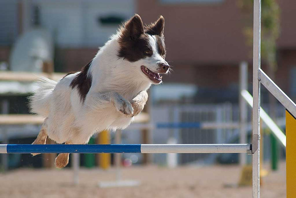 Una pequeña introducción al AGILITY canino