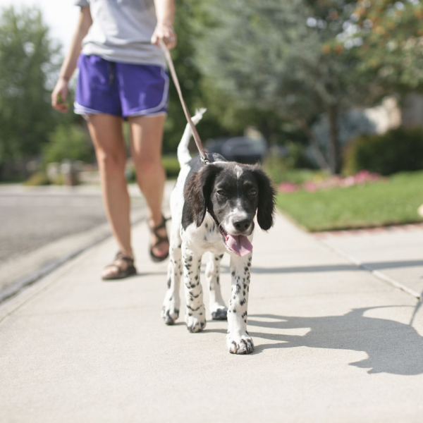 No pierdas el hábito de salir a pasear con tu perro