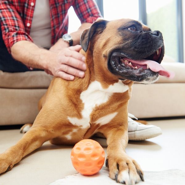Cómo entretener a tu perro en casa. JUEGOS para practicar indoor
