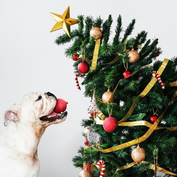 Recomendaciones para mantener a tu perro seguro en Navidad