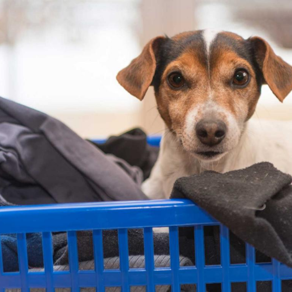 5 maneras de enriquecer la vida de tu perro cada día