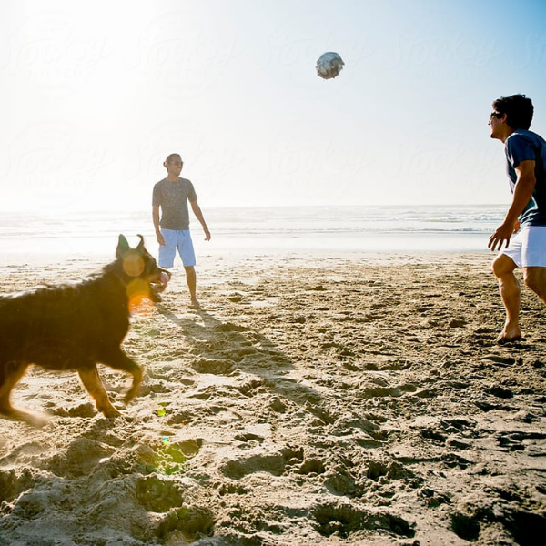 5 actividades para disfrutar el verano con tu perro