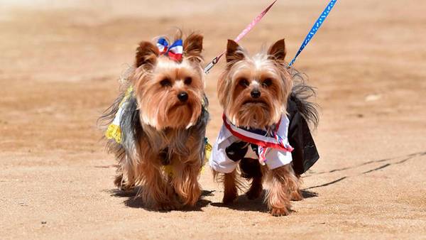5 Consejos para unas Fiestas Patrias seguras junto tu perro
