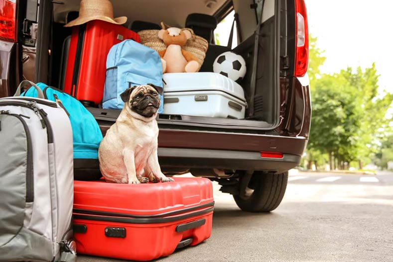 Ideas para salir de #VACACIONES con perro
