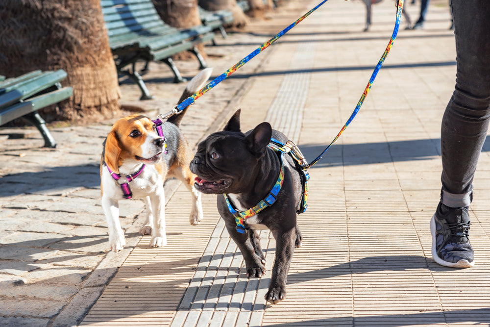 Socialización y bienestar de las mascotas durante y después de la pandemia