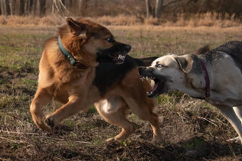 Problemas de agresividad en perros