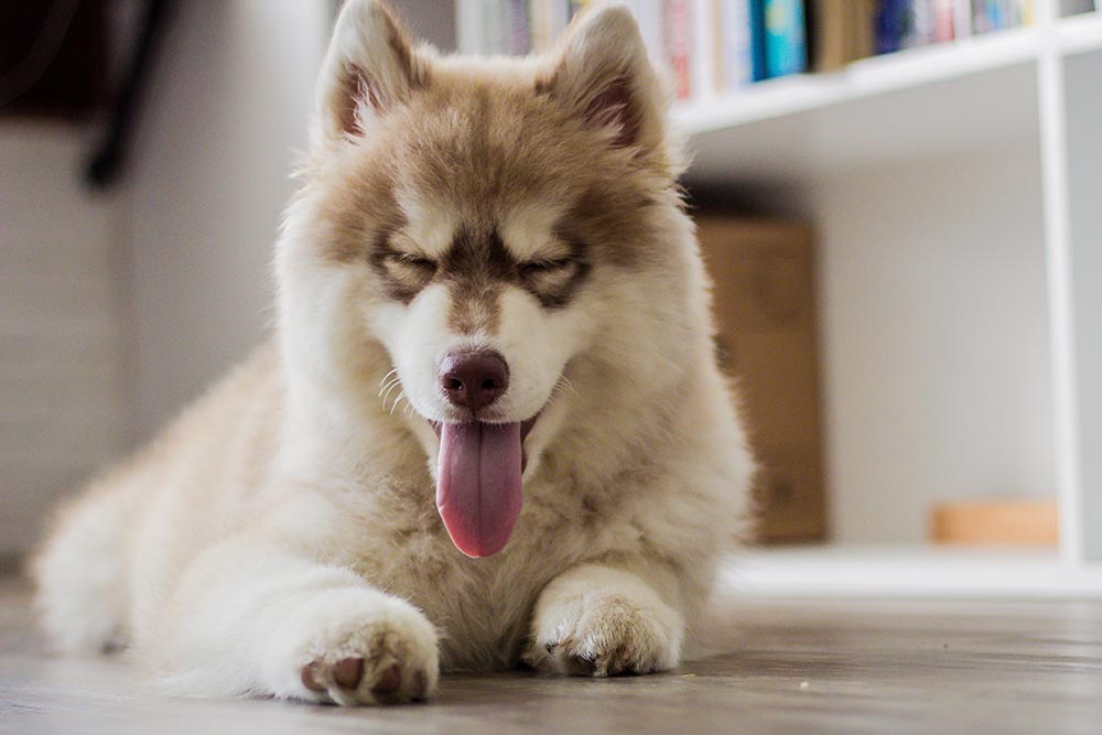 Golpe de Calor en Perros: Una Urgencia Veterinaria