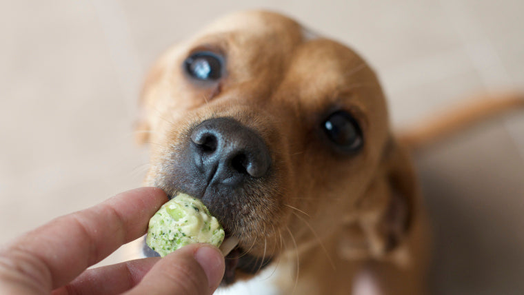 Bolitas de brócoli para perros