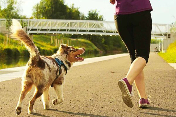 Salir a CORRER con tu perro. ¿Cómo logarlo?