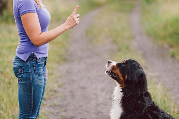 Mi perro salta encima de todos ¿Qué hacer?