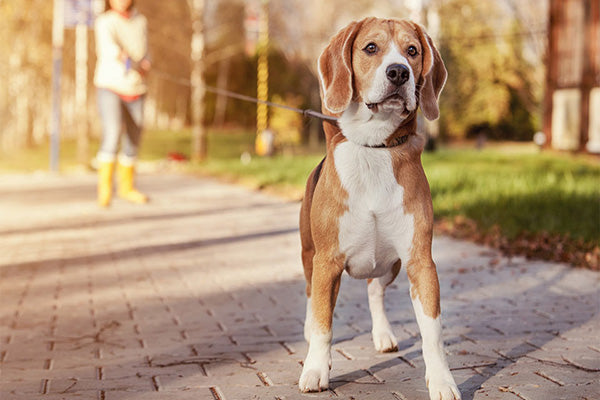 ¿Paseas a tu perro o él te pasea a ti?