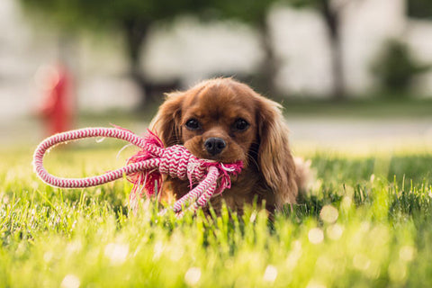Juguetes para perros que destrozan