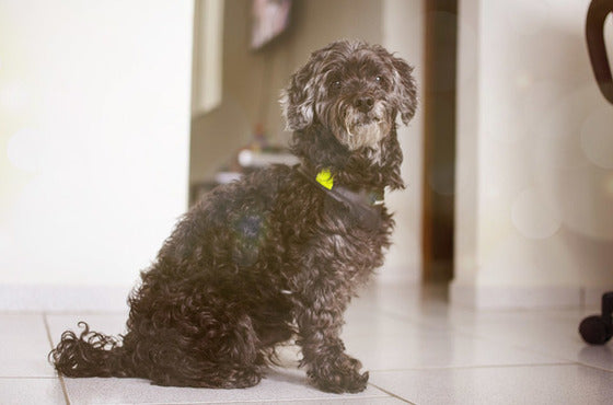 Perro viejo, trucos nuevos