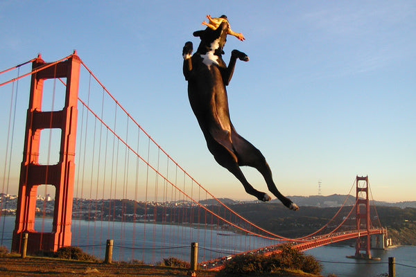 5 CIUDADES más Dog Friendly del mundo