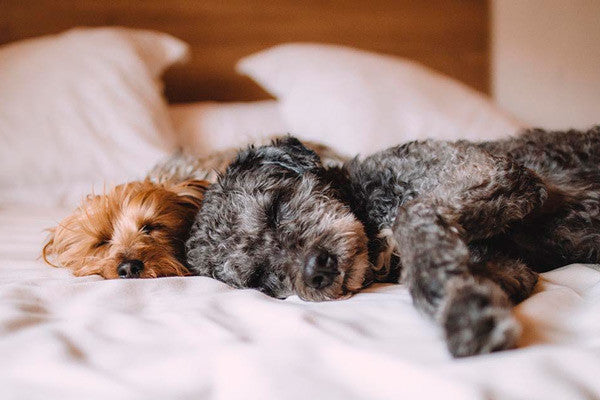 Enséñale a tu perro a no subir a la cama