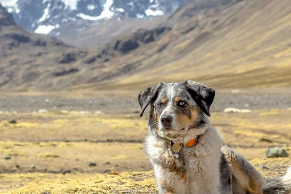 Panoramas para hacer con tu perro en distintas ciudades de Chile