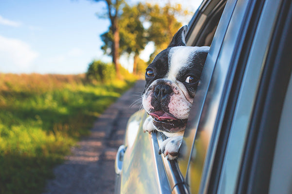 Consejos para Viajar con Perros en Auto