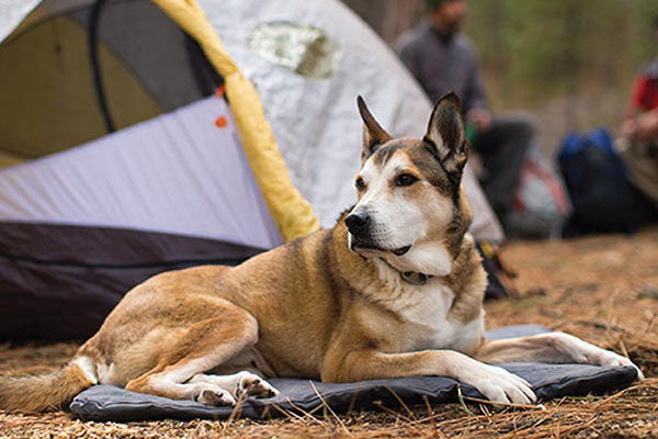 Consejos para ir de Camping con tu perro