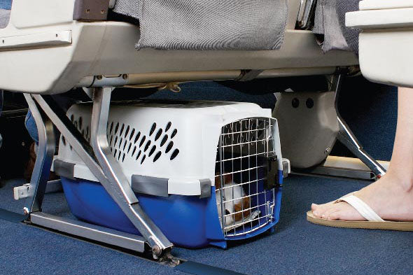 Lo que debes saber si quieres viajar en avión con tu perro