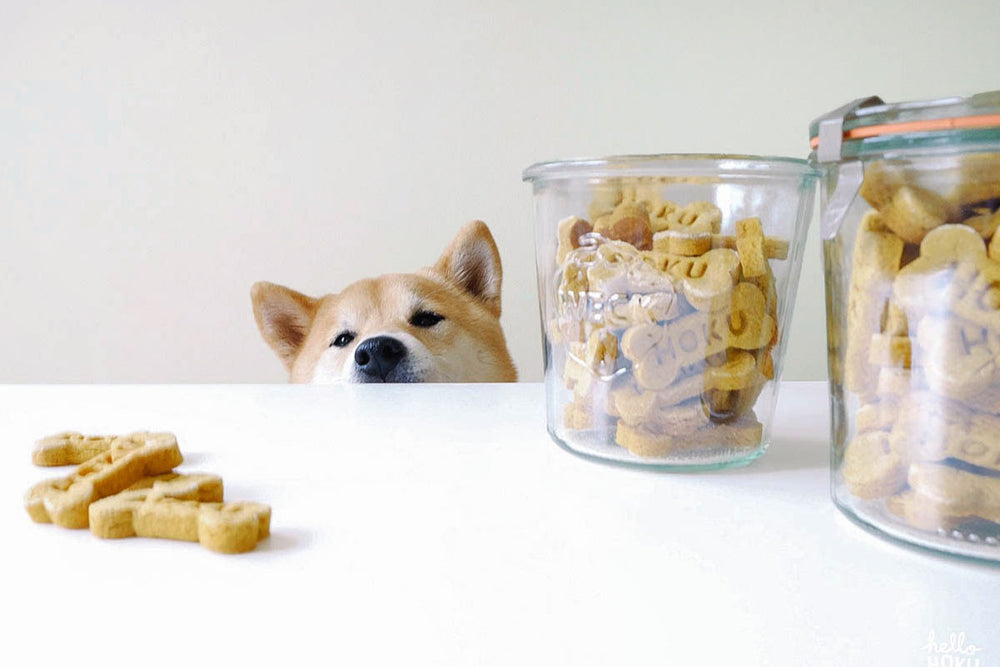 recetas hundshop