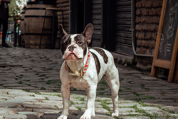 Simón en el Jardín - Espacio Pet Friendly