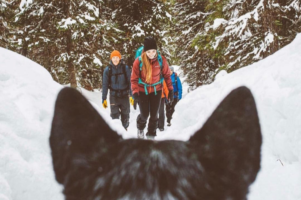 ¡Un paseo a la Nieve! 6 consejos para una aventura invernal con perro