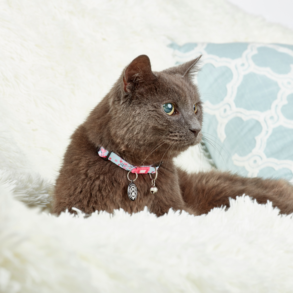 
                  
                    Collar con Smart ID para Gatos Cherry Bloom
                  
                