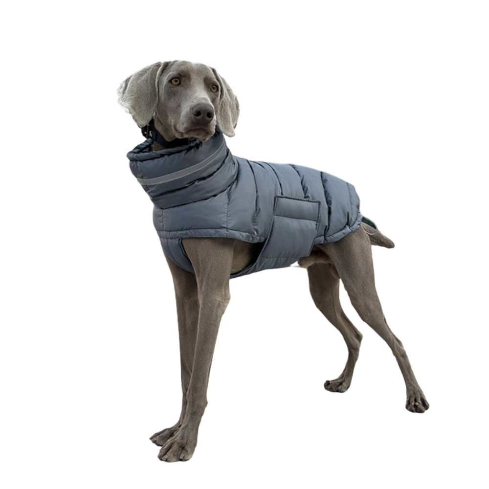 
                  
                    Chaqueta Ellegance
                  
                