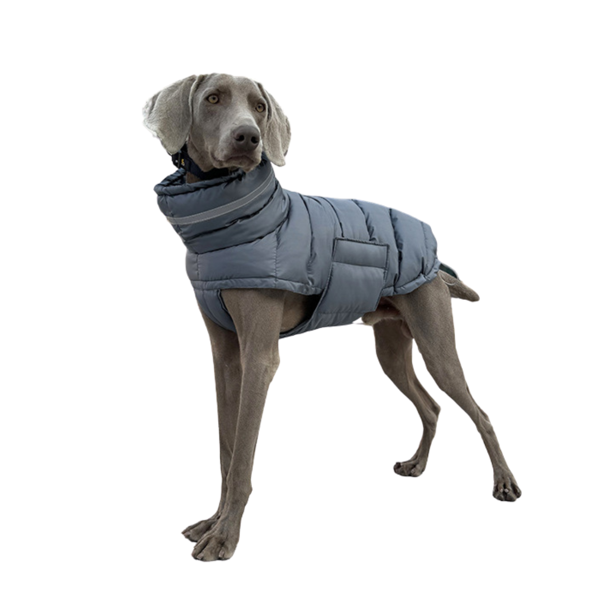 
                  
                    Chaqueta Ellegance
                  
                