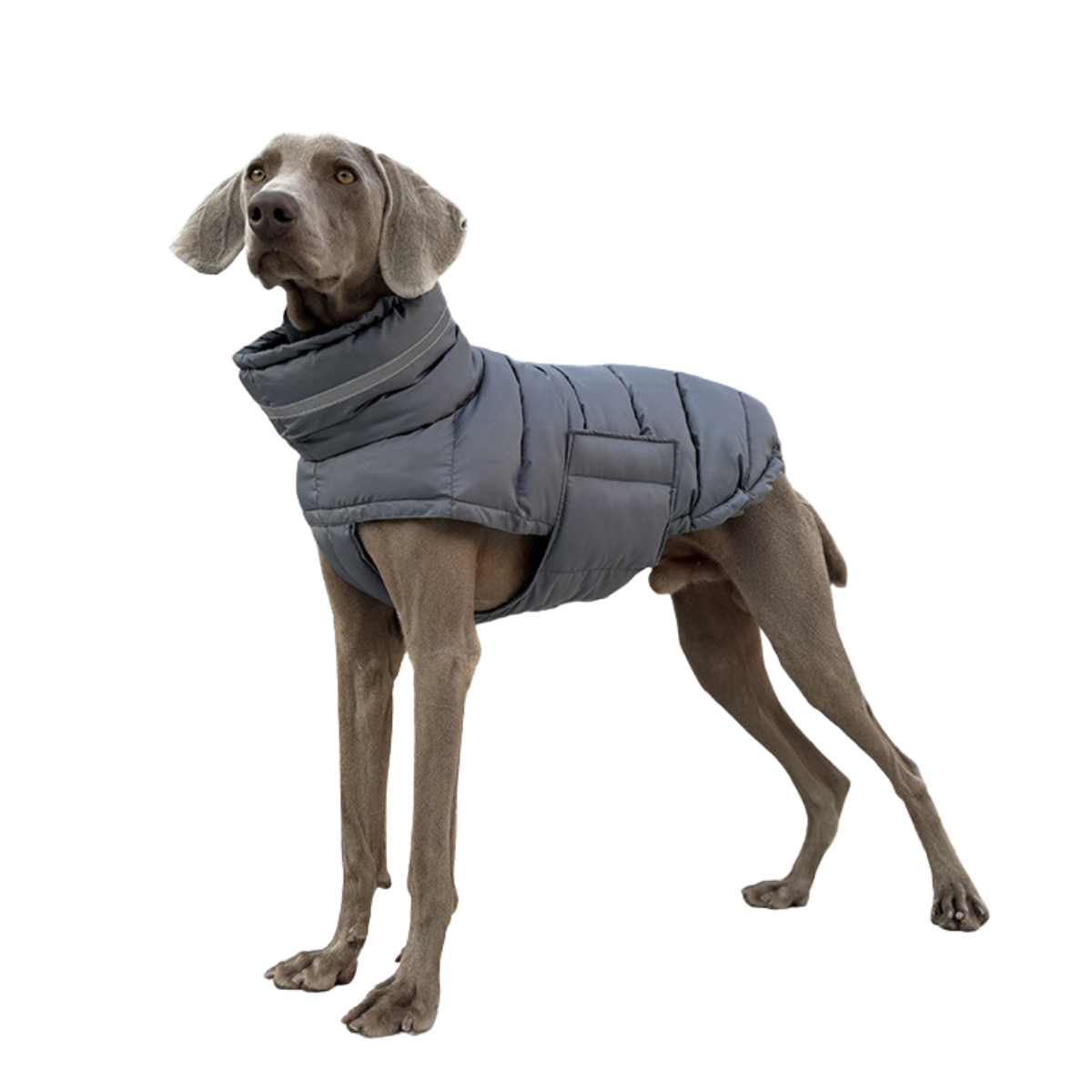 
                  
                    Chaqueta Ellegance
                  
                