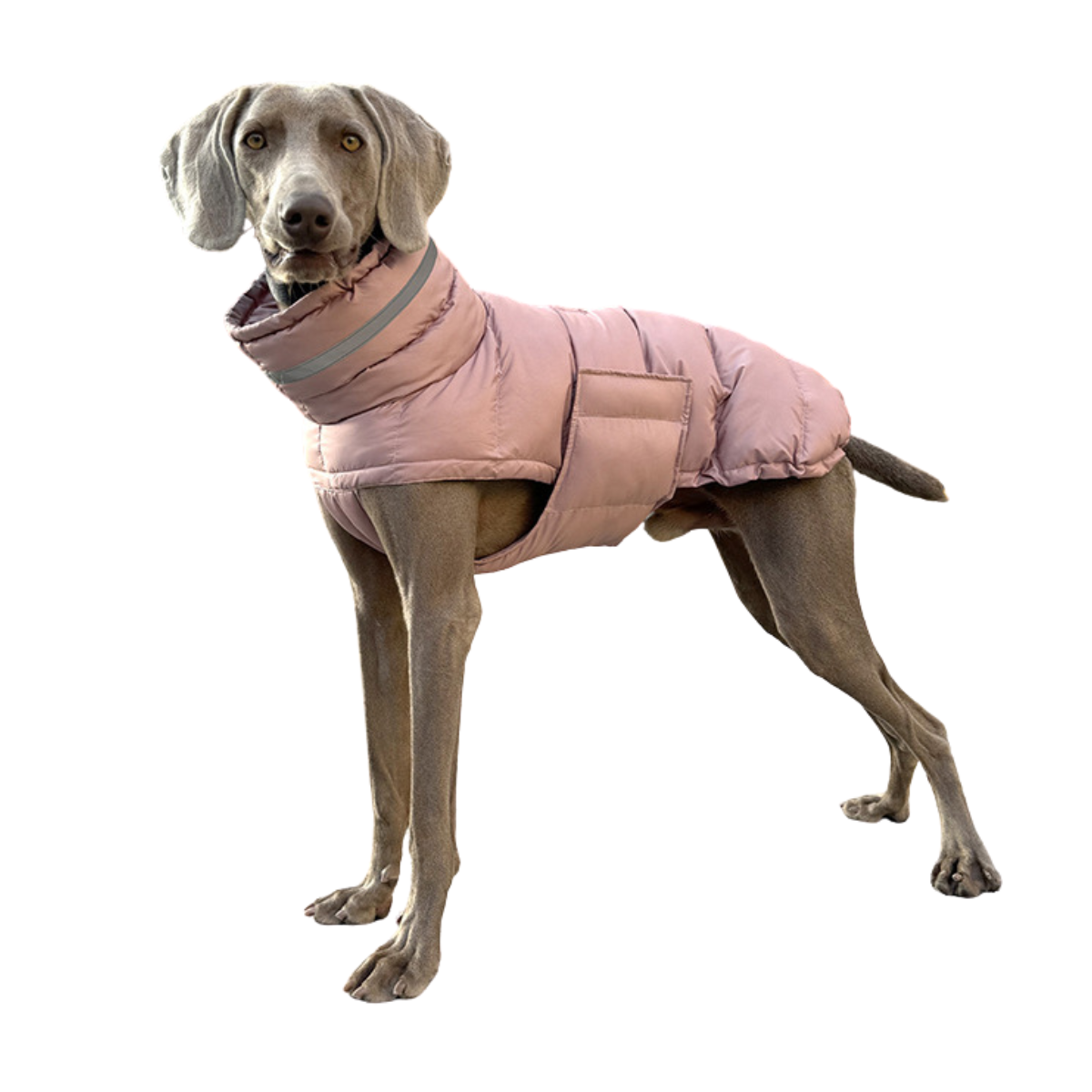 
                  
                    Chaqueta Ellegance
                  
                