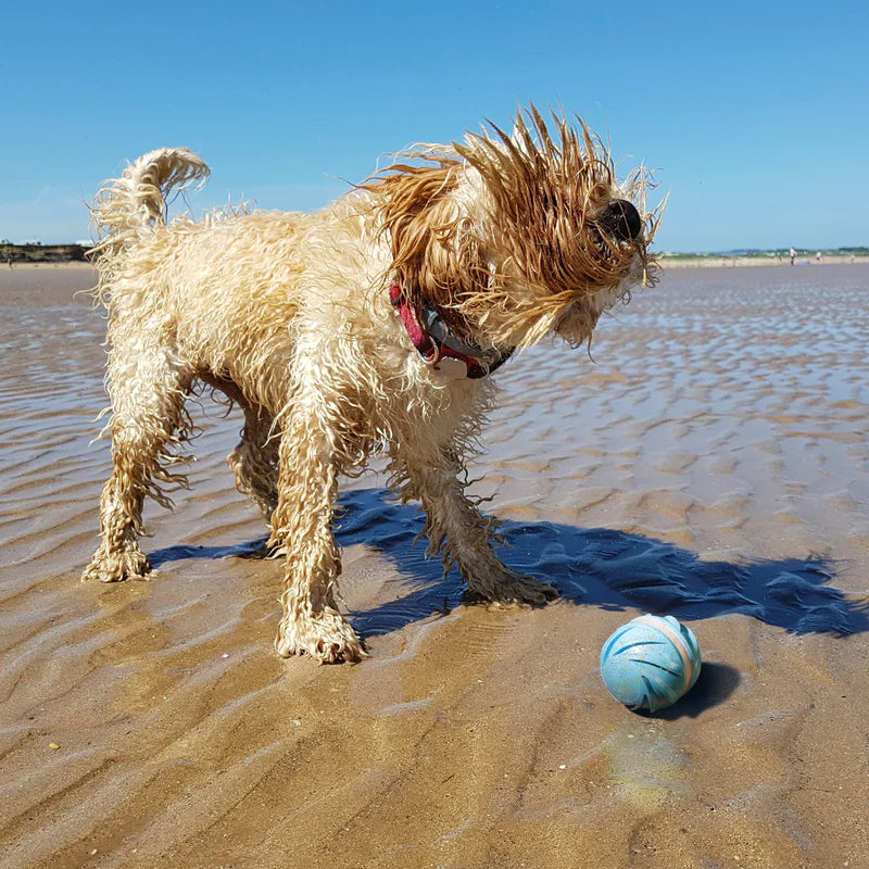 
                  
                    Wicked Ball W1 - Juguete Inteligente Perros
                  
                