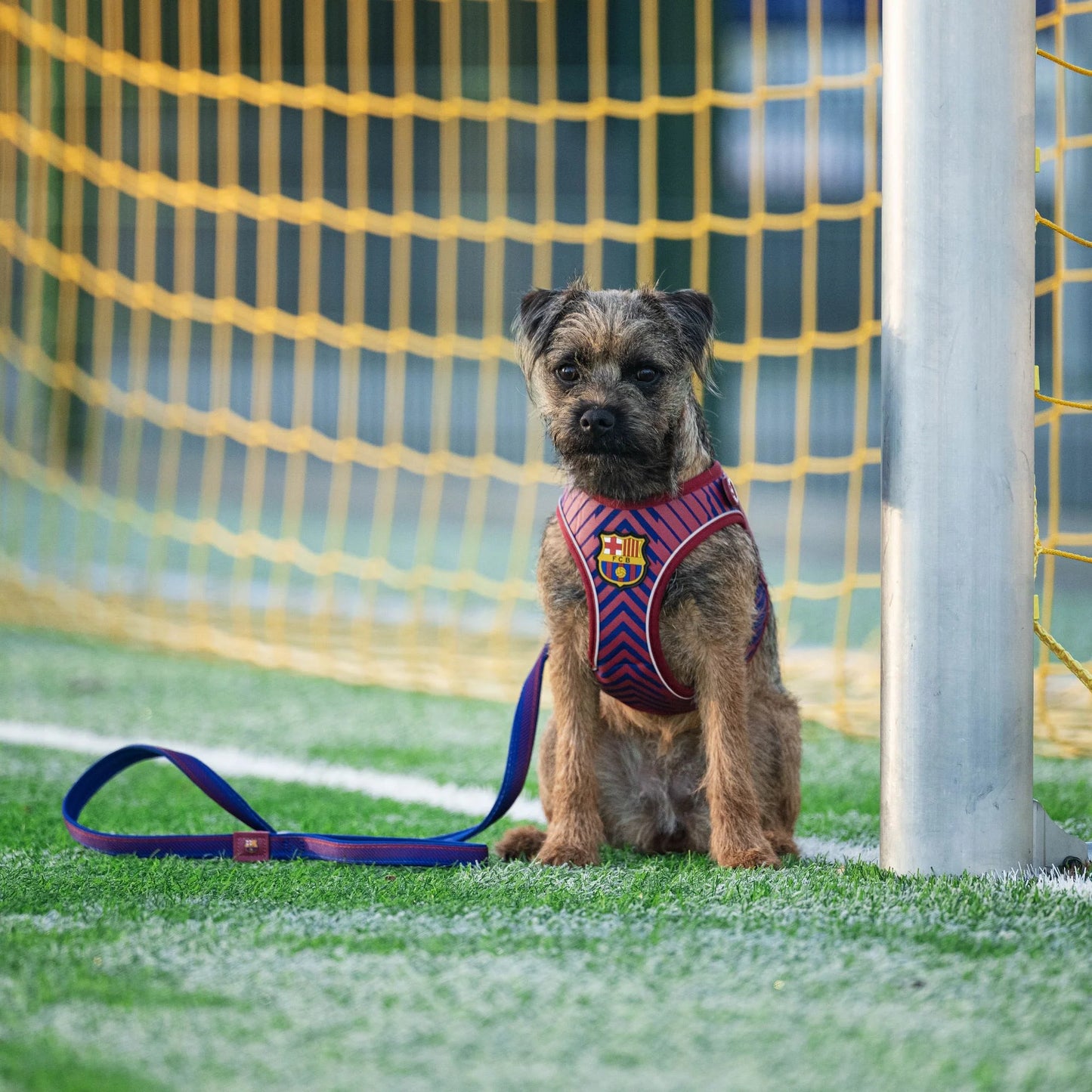 
                  
                    Correa Perro FC Barcelona
                  
                