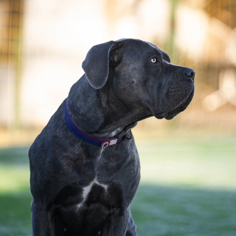 
                  
                    Collar Perro Smart ID FC Barcelona
                  
                