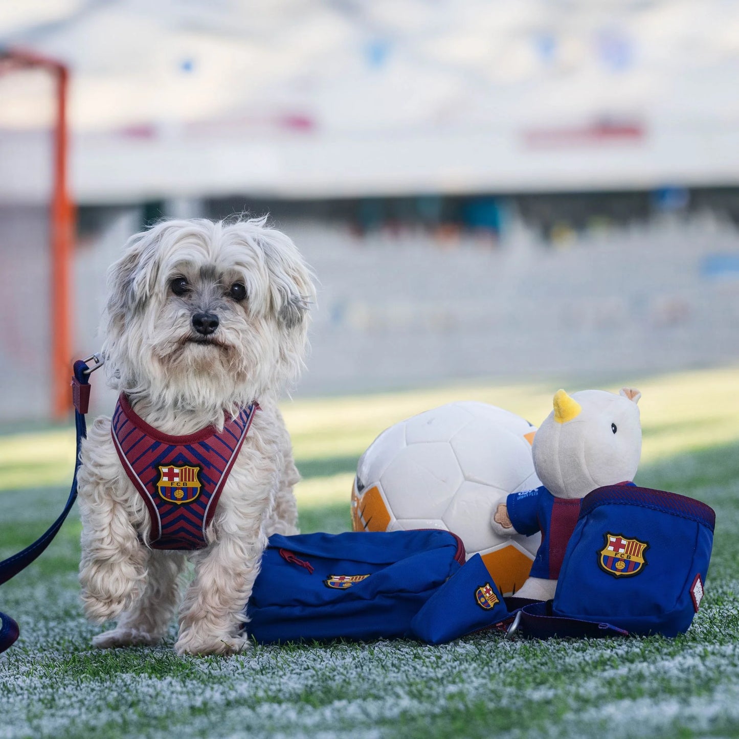 
                  
                    Correa Multifuncional Perro FC Barcelona
                  
                