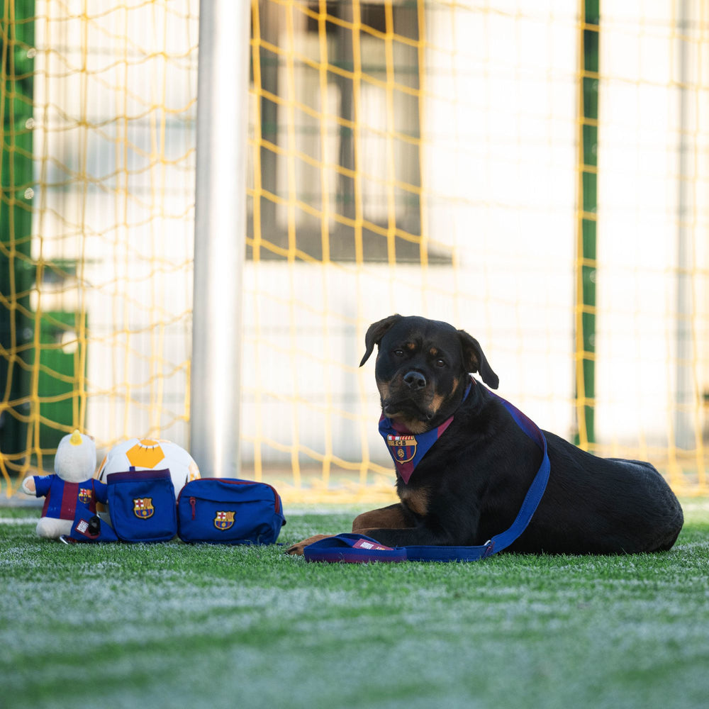 
                  
                    Collar Perro Smart ID FC Barcelona
                  
                