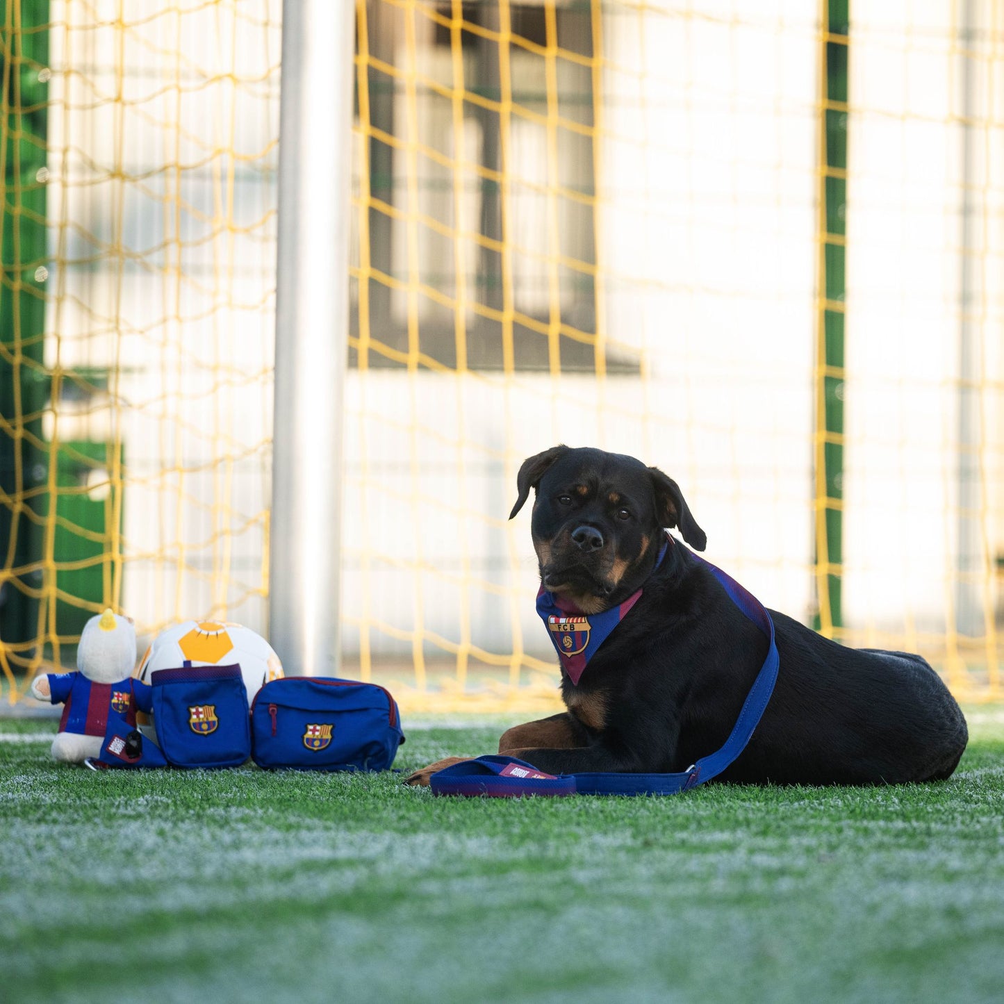 
                  
                    Collar Perro Smart ID FC Barcelona
                  
                