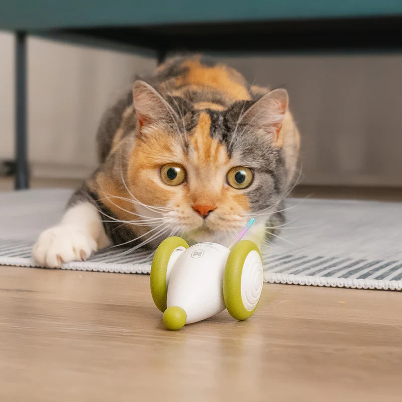 
                  
                    Wicked Mouse Plus
                  
                