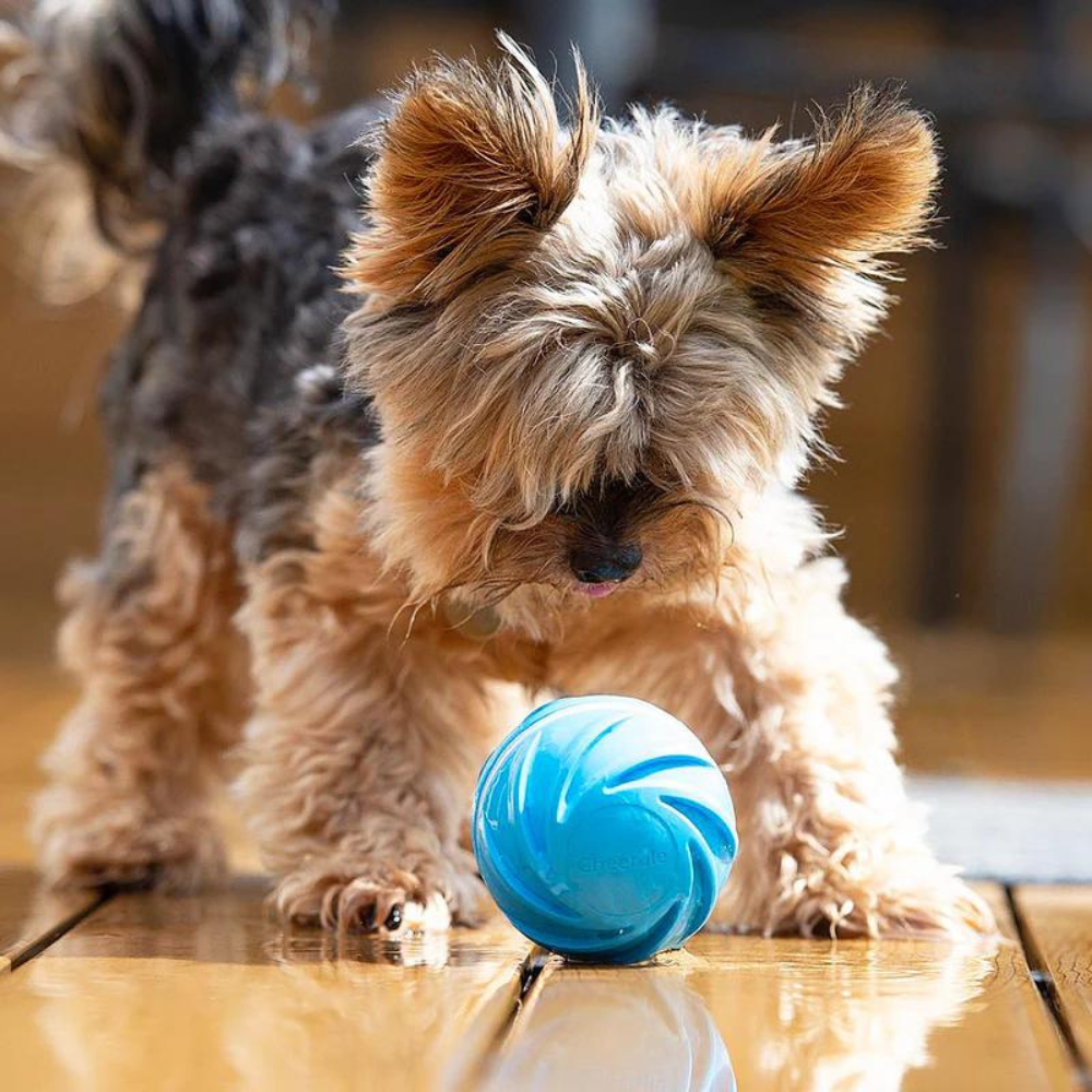 
                  
                    Wicked Ball W1 - Juguete Inteligente Perros
                  
                