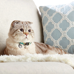 Collar con Smart ID para Gatos Sweet Pineapple